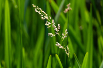 Sunlit grass against green leaves