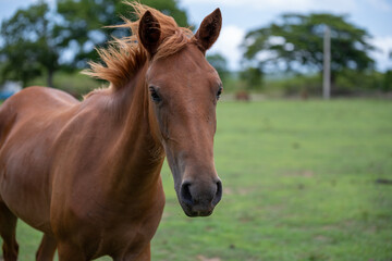 Close up de un caballo en el bosque. Vieques, Puerto Rico.