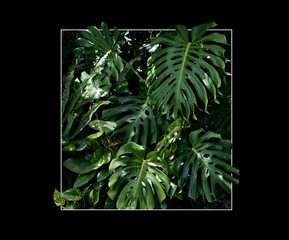 Lush green tropical foliage with Delicious Monster and ferns. Nature concept for background and wallpaper