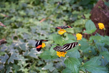 Fototapeta na wymiar close up of multicolored butterflies eating