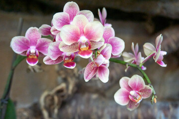 close up of a pink white orchid