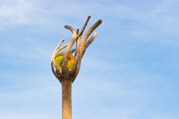 Magical wooden coniferous staff with amber transparent sphere on sky background
