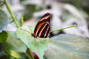 close up of a brown black butterfly
