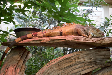 iguana sunbathing and sticking out the tongue