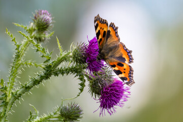 Small tortoiseshell butterfly (Aglais urticae) perching on a thistle flower