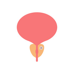 
Prostate cancer flat illustration. Bladder, infertility, prostatitis. Cancer types concept. 
Can be used for topics like anatomy, medicine, healthcare