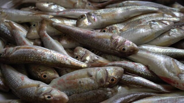 Fresh sea fish, fish market. Mullus surmuletus, Goatfish. Diet, Mediterranean cuisine, fish market,healthy foods