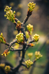 Buds in the spring of domestic pear