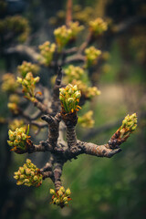 Buds in the spring of domestic pear