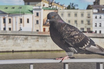 pigeon in the city