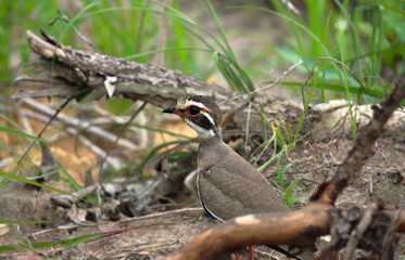 A three-banded courser or Heuglin’s courser in Bush of Zambia Africa South African Region. 