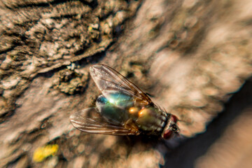 Extreme close-up of colorful insect wings, fly, reverse lens macro with very shallow depth of field focus. Blurred background