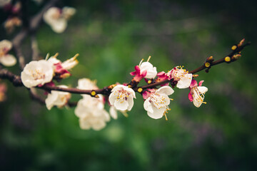 April apricot flower