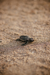 Turtle setting out to swim in the sea after being born.