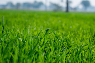 Young wheat plants growing on the soil, Amazingly beautiful endless fields of green wheat grass go far to the horizon.