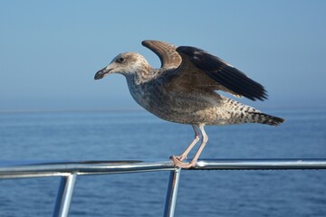 Dominikaner Möwe im Jugendkleid landet auf der Reling eines Ausflugbootes in Walvisbay (Namibia). 