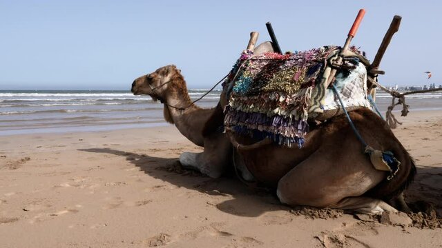 A dromedary (camel) looks over the sea, while chewing, and waiting for tourists at the beach of Essaouira, Morocco. Low angle view, panning.