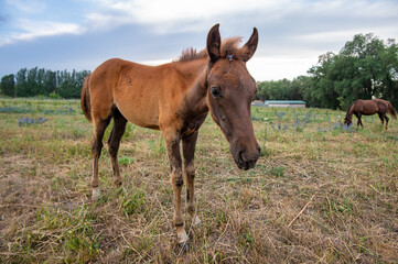 foal in the pasture