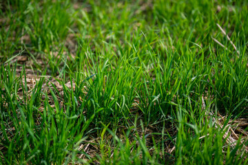 Young wheat plants growing on the soil, Amazingly beautiful endless fields of green wheat grass go far to the horizon.