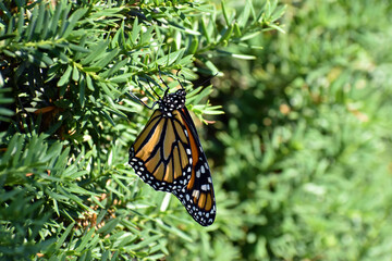 Monarch Butterfly