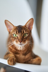 Beautiful Bengal cat sitting on a chair