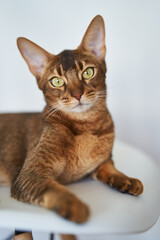 Beautiful Bengal cat sitting on a chair