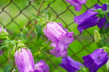 purple bell flower in full blooming
