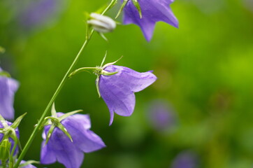 purple bell flower in full blooming