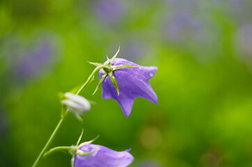 purple bell flower in full blooming