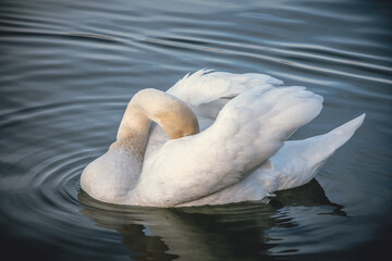 White swan floats in water. 