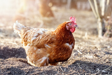 Ground bathing hen in a sunlight summer background