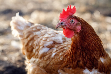 Close-up of a brown hen standing in the farm yard