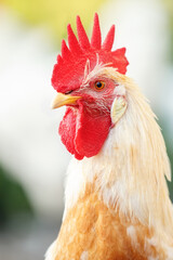 A bright ginger-colored cock staring at the camera