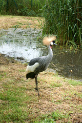 portrait of a south african gray crowned crane balearica regulorum