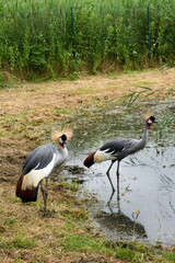 two south african gray crowned cranes balearica regulorum