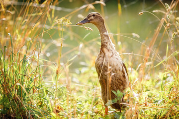 Brown duck walks in a beautiful golden evening light background, in which shine various plants - obrazy, fototapety, plakaty