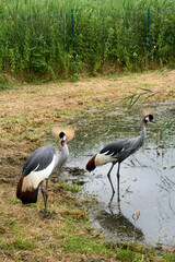 Fototapeta premium two south african gray crowned cranes balearica regulorum