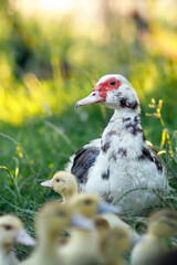 A musk duck in a green meadow and its blurred yellow pups in the