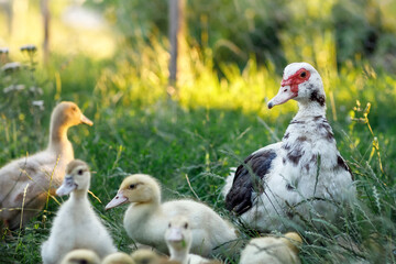 A white-black musk duck and its yellow ducks in a green meadow.