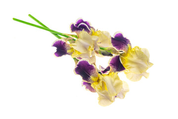 Naklejka na ściany i meble yellow and purple Iris germanica on a white isolated background