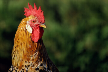 Portrait of a brown cock in the garden on a green background