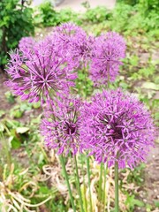 Allium Purple Sensation decorative wild onion