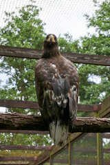 close up of a beautiful sea eagle on a branch
