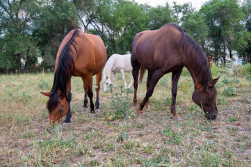 Naklejka na ściany i meble three horses in the pasture