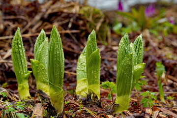 Russia. South of Western Siberia, Kuznetsky Alatau. The first spring shoots of Hellebore (Veratrum) in the morning dew on the bank of the Tom River.