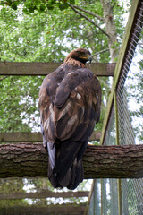 close up of a beautiful sea eagle on a branch