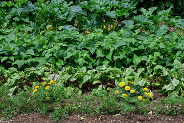 Marigold plants nestled between red beet, carrot, green bean, and summer squash plants.  Marigolds...