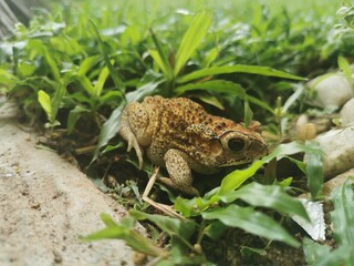 Obraz premium frog resting on the grass 