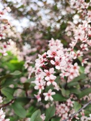 pink cherry Prunus padus Colorata branch blossom