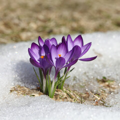 Crocus blue flower blooms on a snow background in a spring sunny day. The primrose bloomed after the winter.